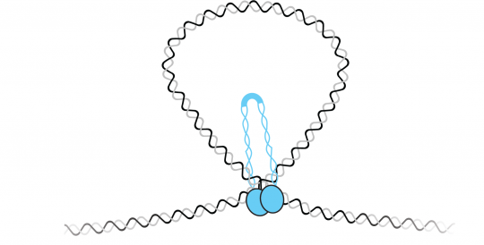 chromosome loop
